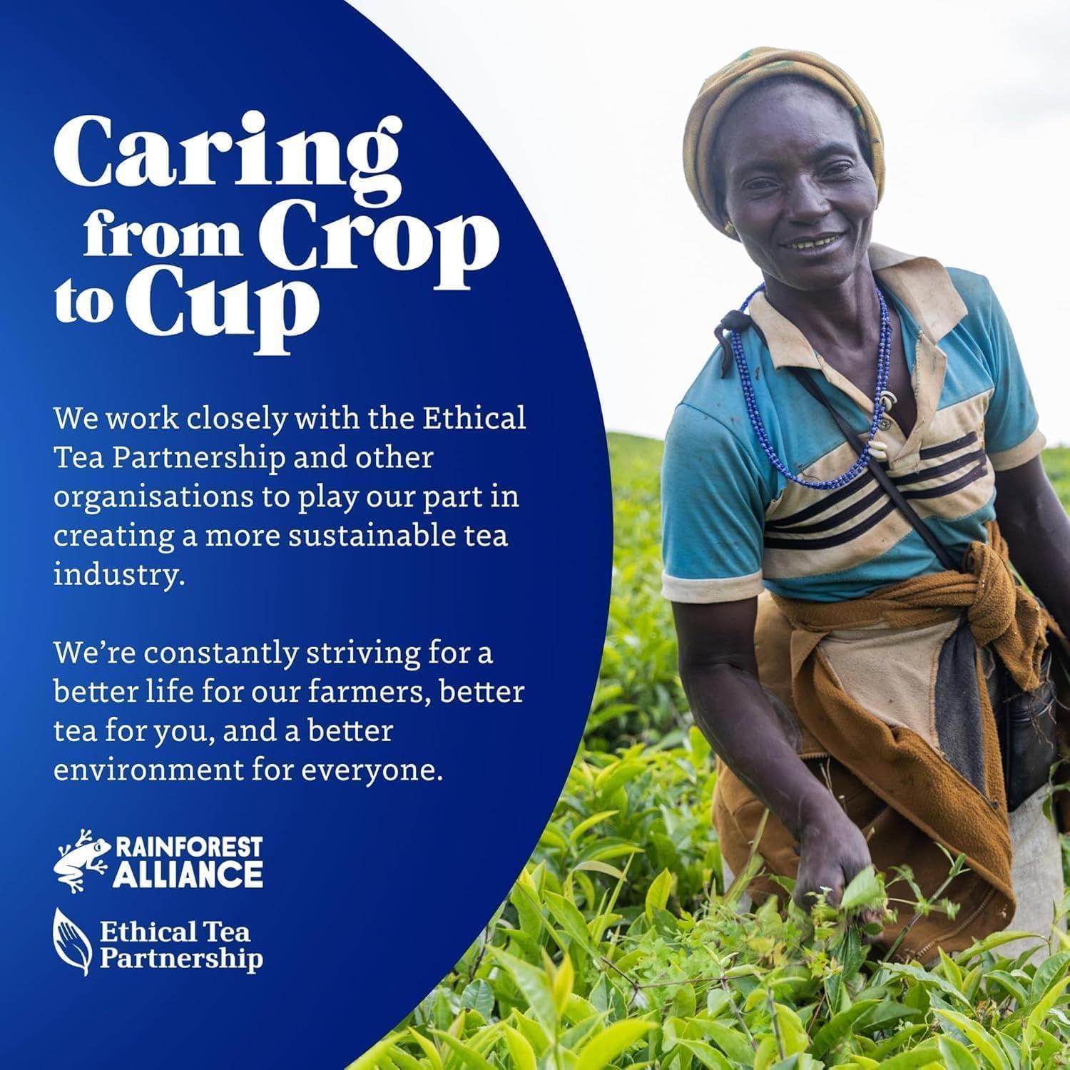 infusion glacée bio pêche sans sucre ajouté thés de la pagode