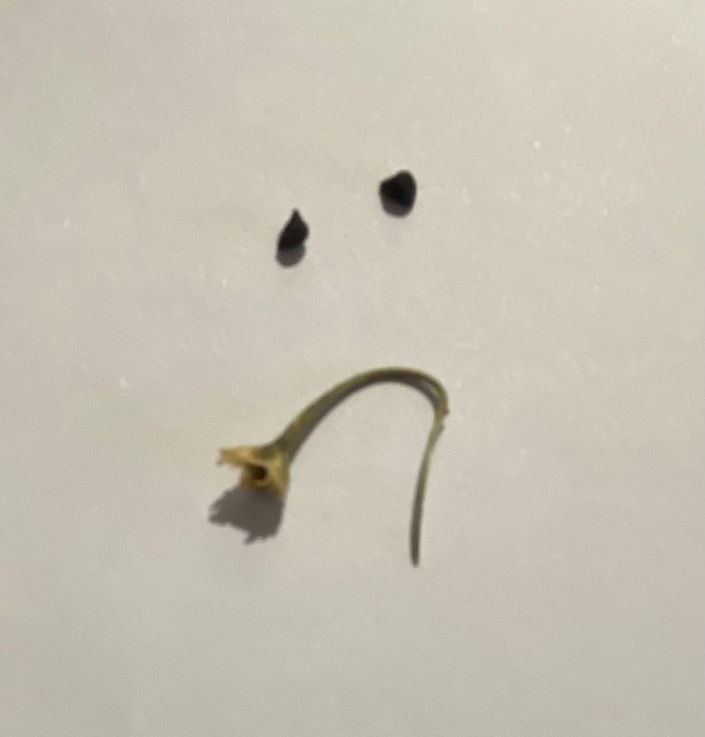 Tisane mélisse bio 100 g - infusion digestive et relaxante