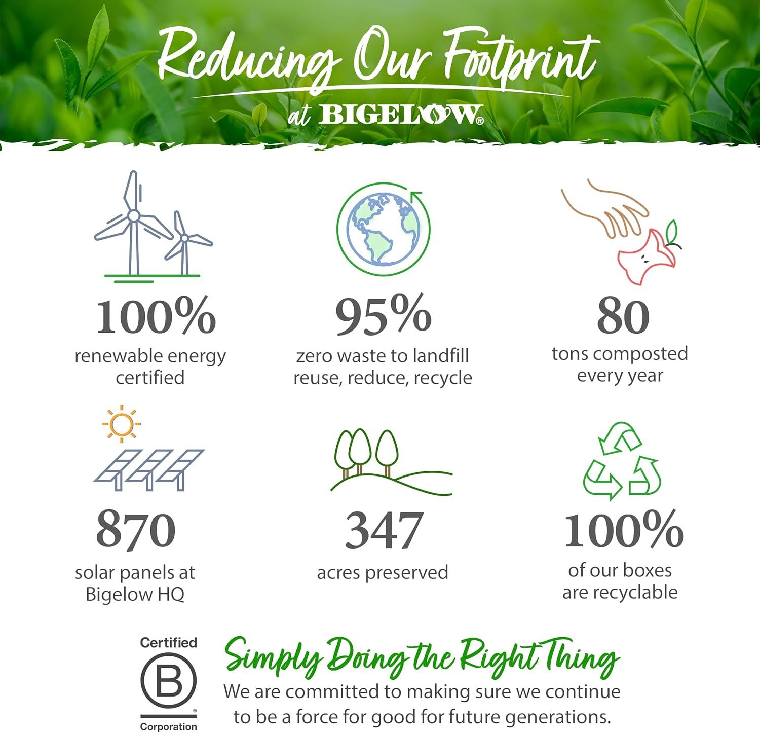 Thé au ginseng et maca pour énergie et bien-être