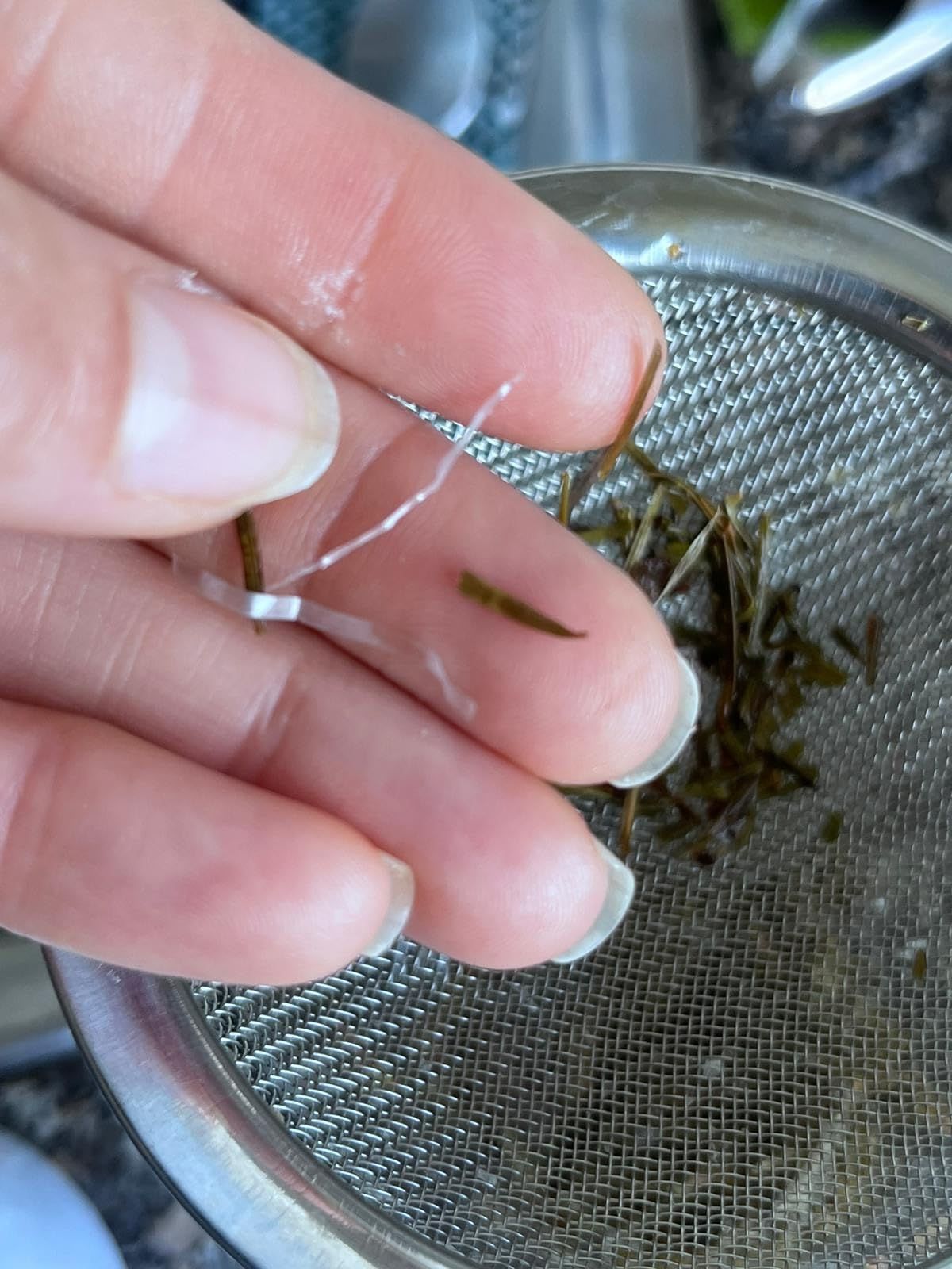 Infusion d'aiguilles de pin séchées 100g