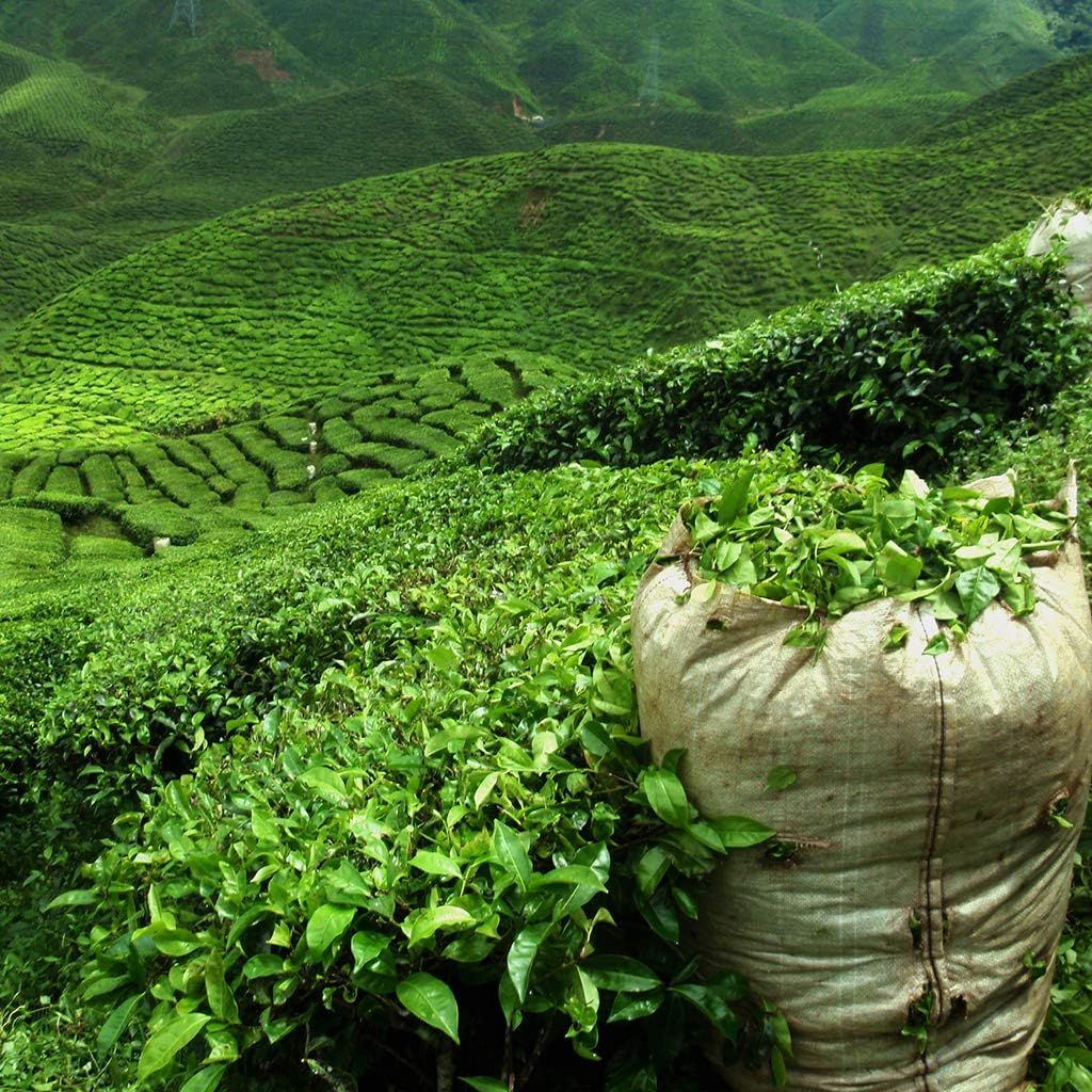 thé pu erh bio en vrac 200g origine yunnan