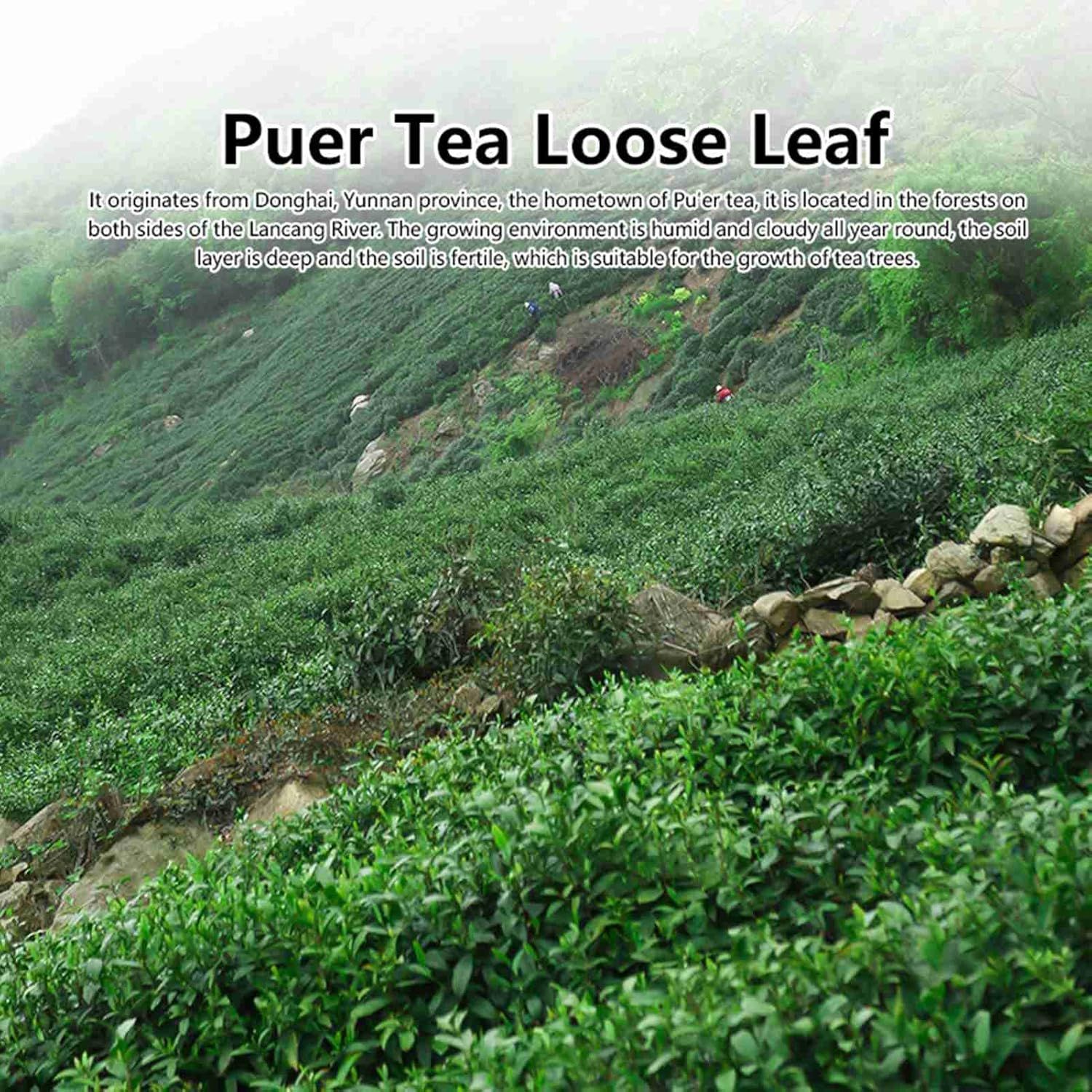 Thé PG Tips Gold mélange supérieur 80 sachets