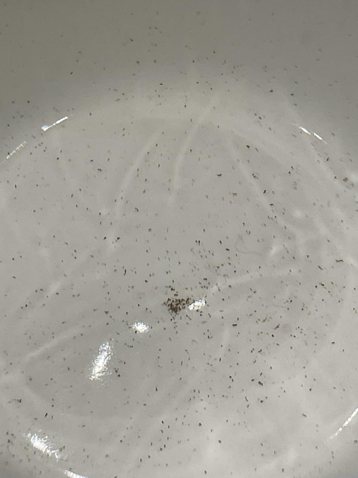 Easyworkz Théière en acier inoxydable 1500 ml avec infuseur amovible pour infusion de fruits, herbes et infusions