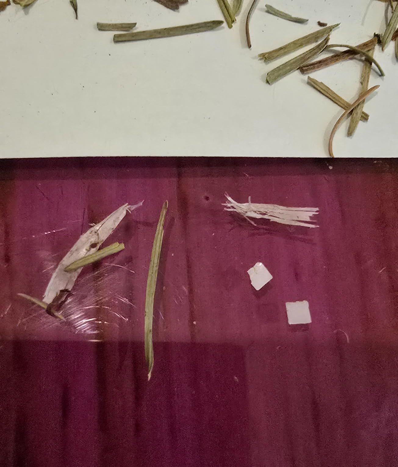 Infusion d'aiguilles de pin séchées 100g