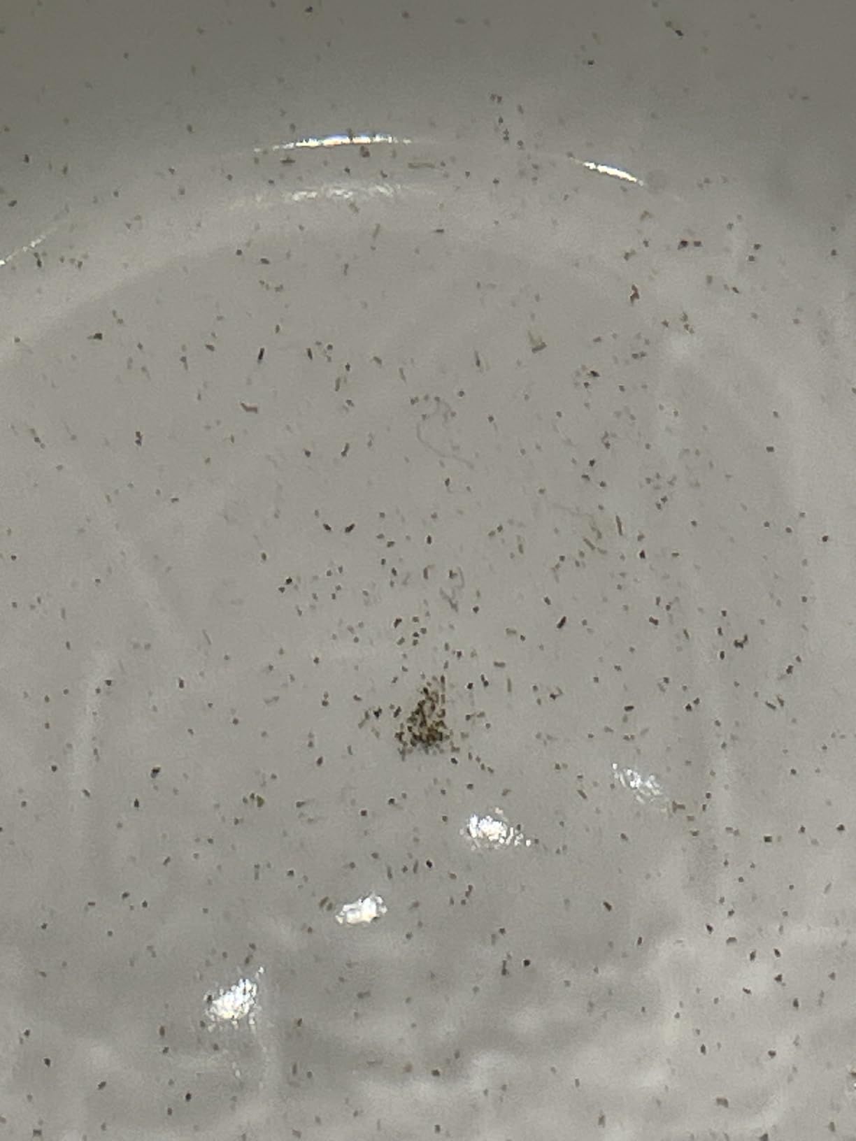 Easyworkz Théière en acier inoxydable 1500 ml avec infuseur amovible pour infusion de fruits, herbes et infusions