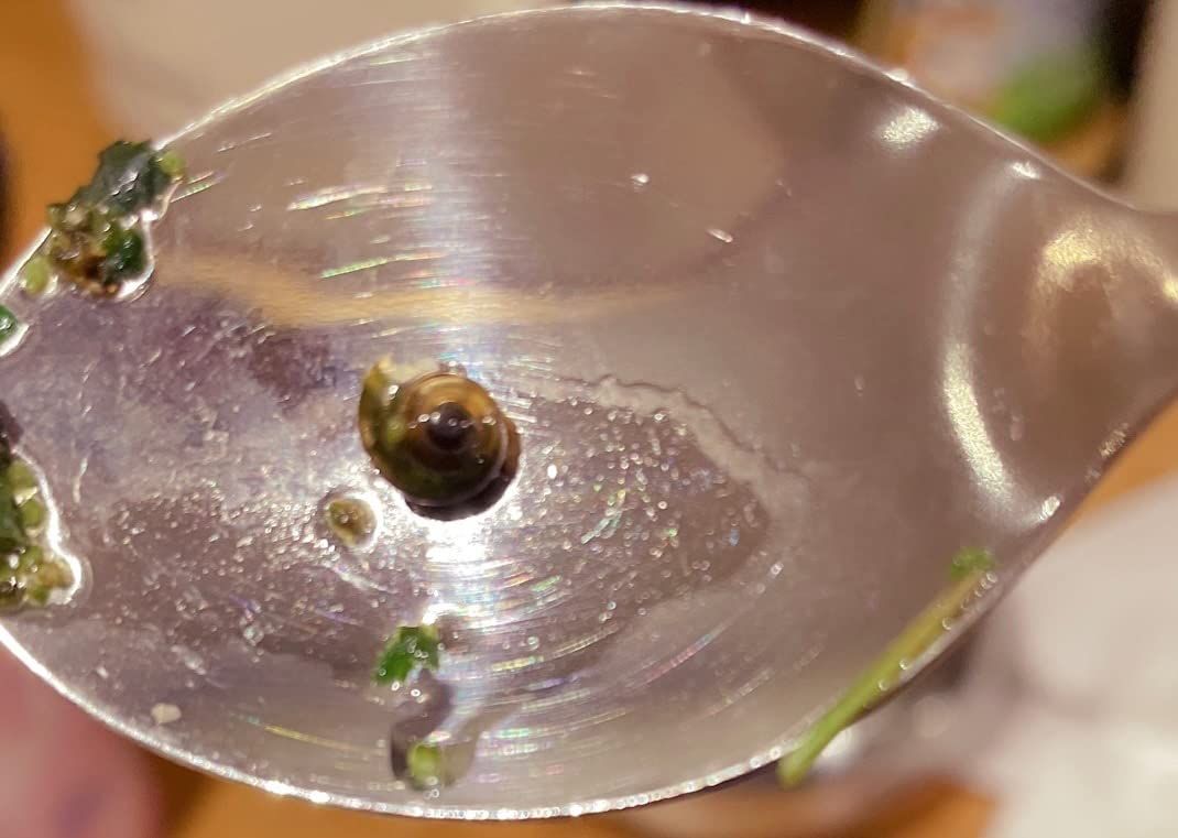 Tisane ortie bio 100 g infusion détox et reminéralisante