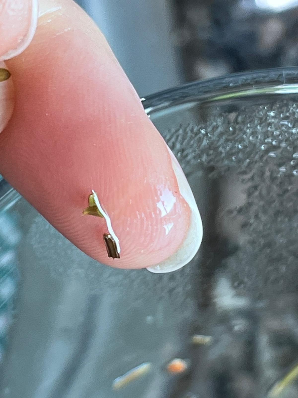 Infusion d'aiguilles de pin séchées 100g