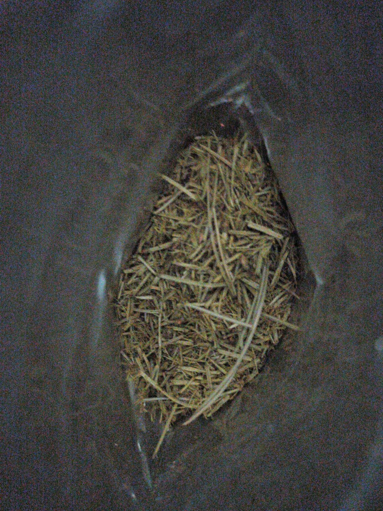 Infusion d'aiguilles de pin séchées 100g