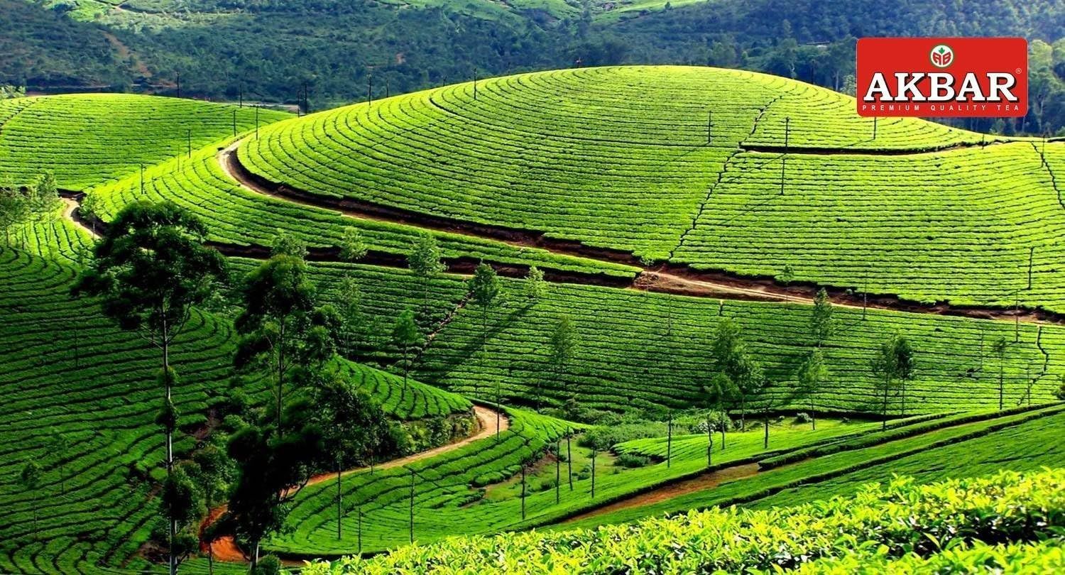 Thé Barry's Gold blend 80 sachets étiquette rouge