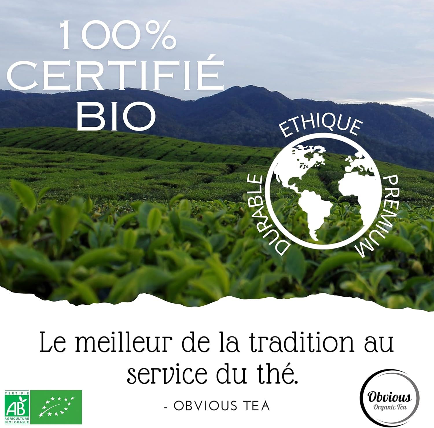 Sachets de thé master blend Barry's Tea