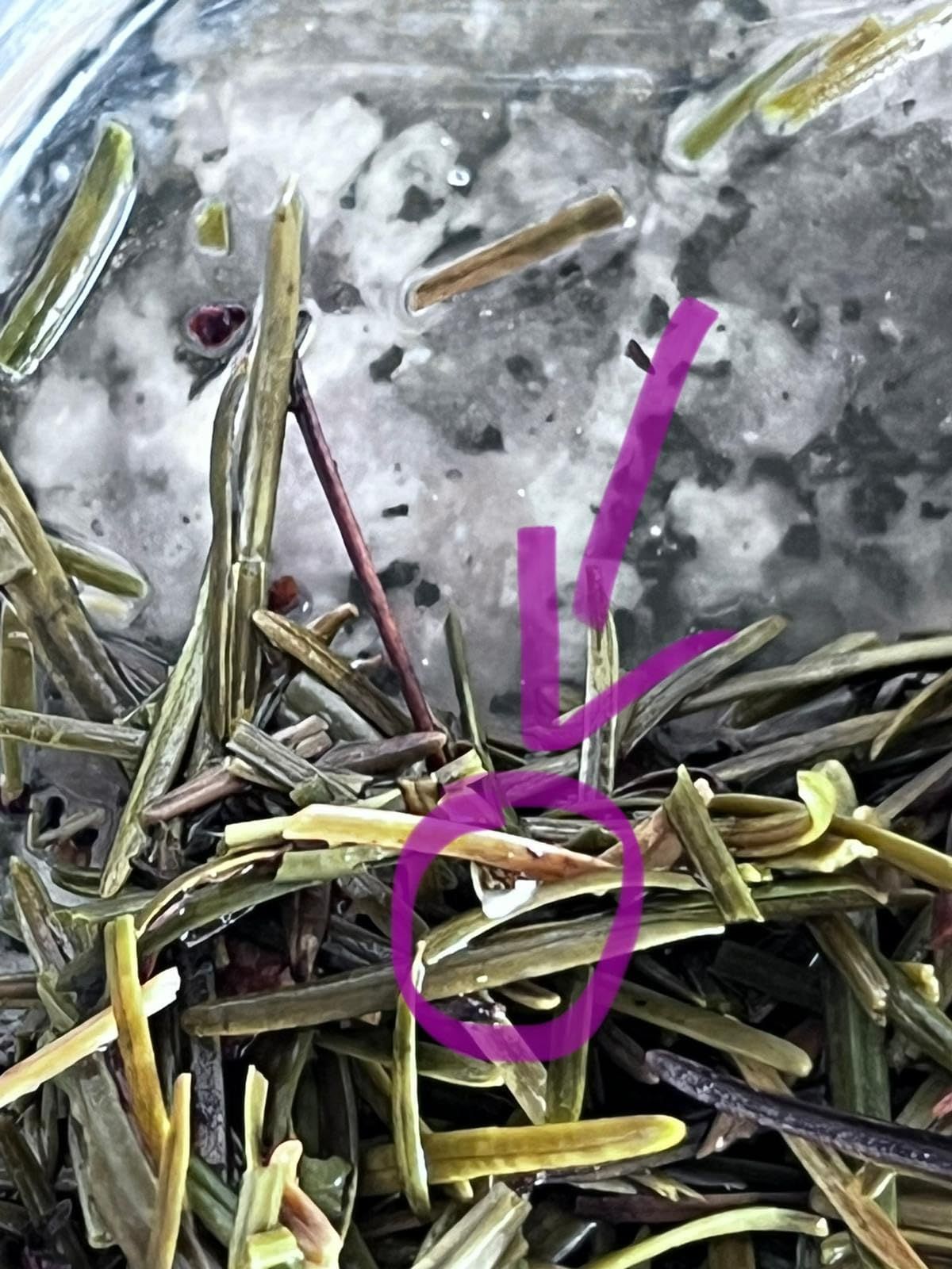 Infusion d'aiguilles de pin séchées 100g