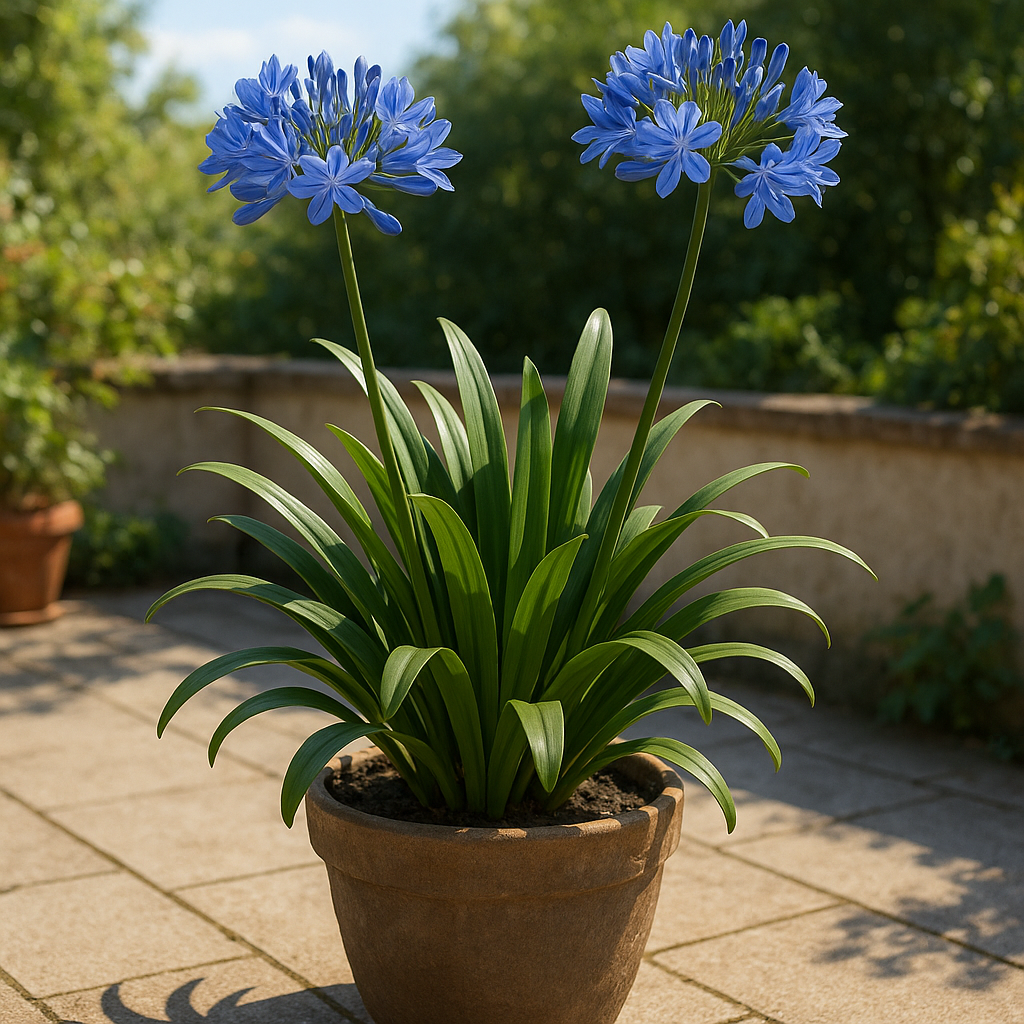 agapanthe-en-pot.png