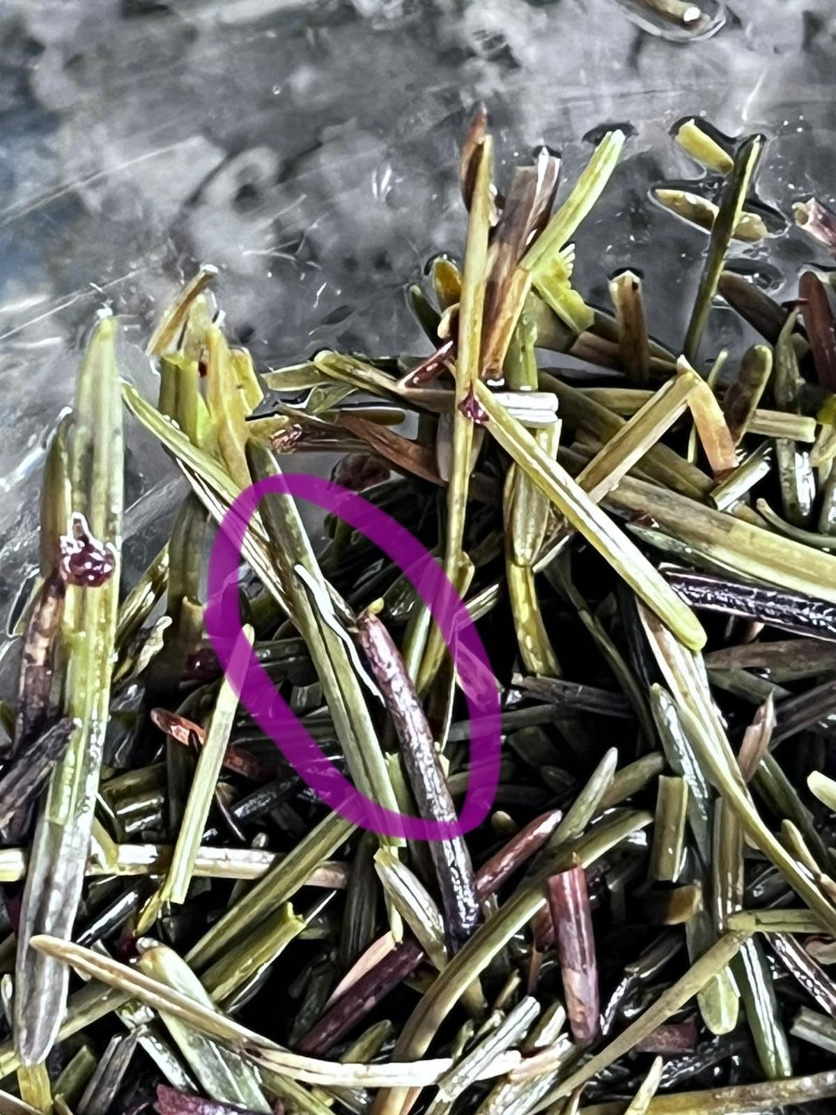 Infusion d'aiguilles de pin séchées 100g