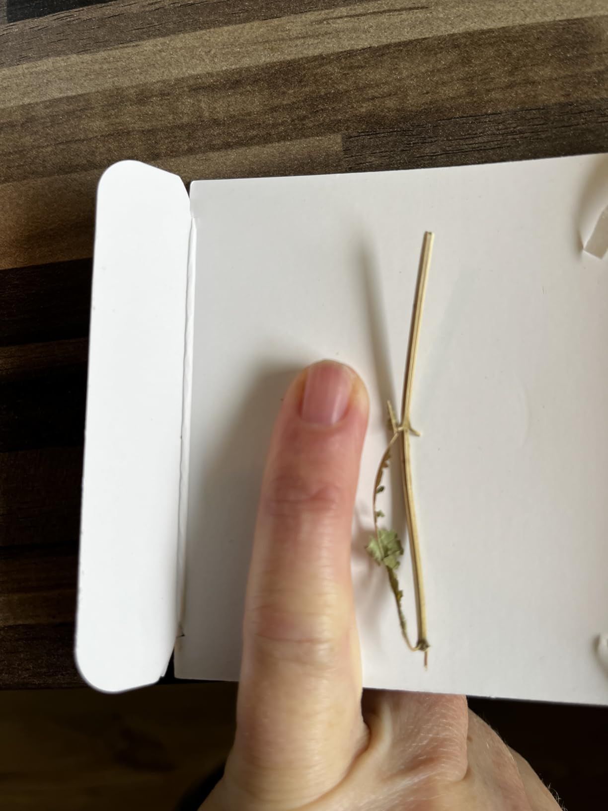 Tisane mélisse bio 100 g - infusion digestive et relaxante