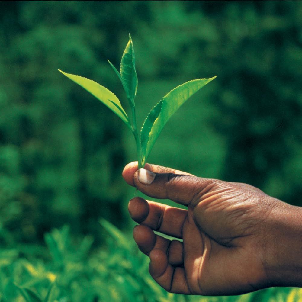 Tisane purifiante Pukka Cleanse 20 sachets