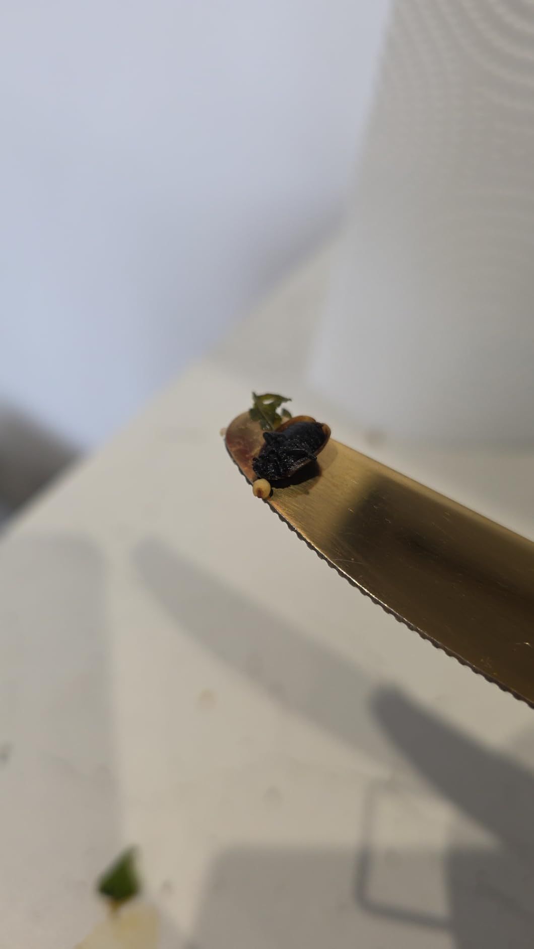 Tisane mélisse bio 100 g - infusion digestive et relaxante