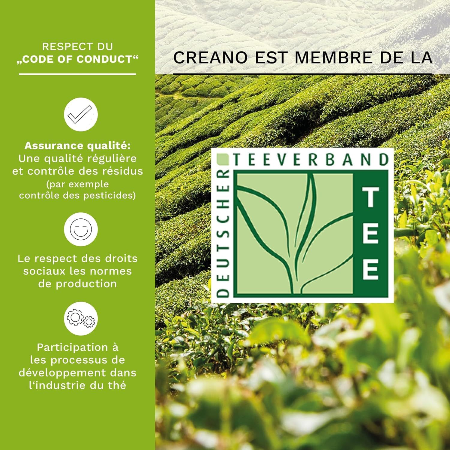 Creano „Fleurs de Thé“ Verts 6 pcs – Théière en Verre 500ml sans goutte – 6 variétés de thé vert aromatisé – Idée cadeau femme