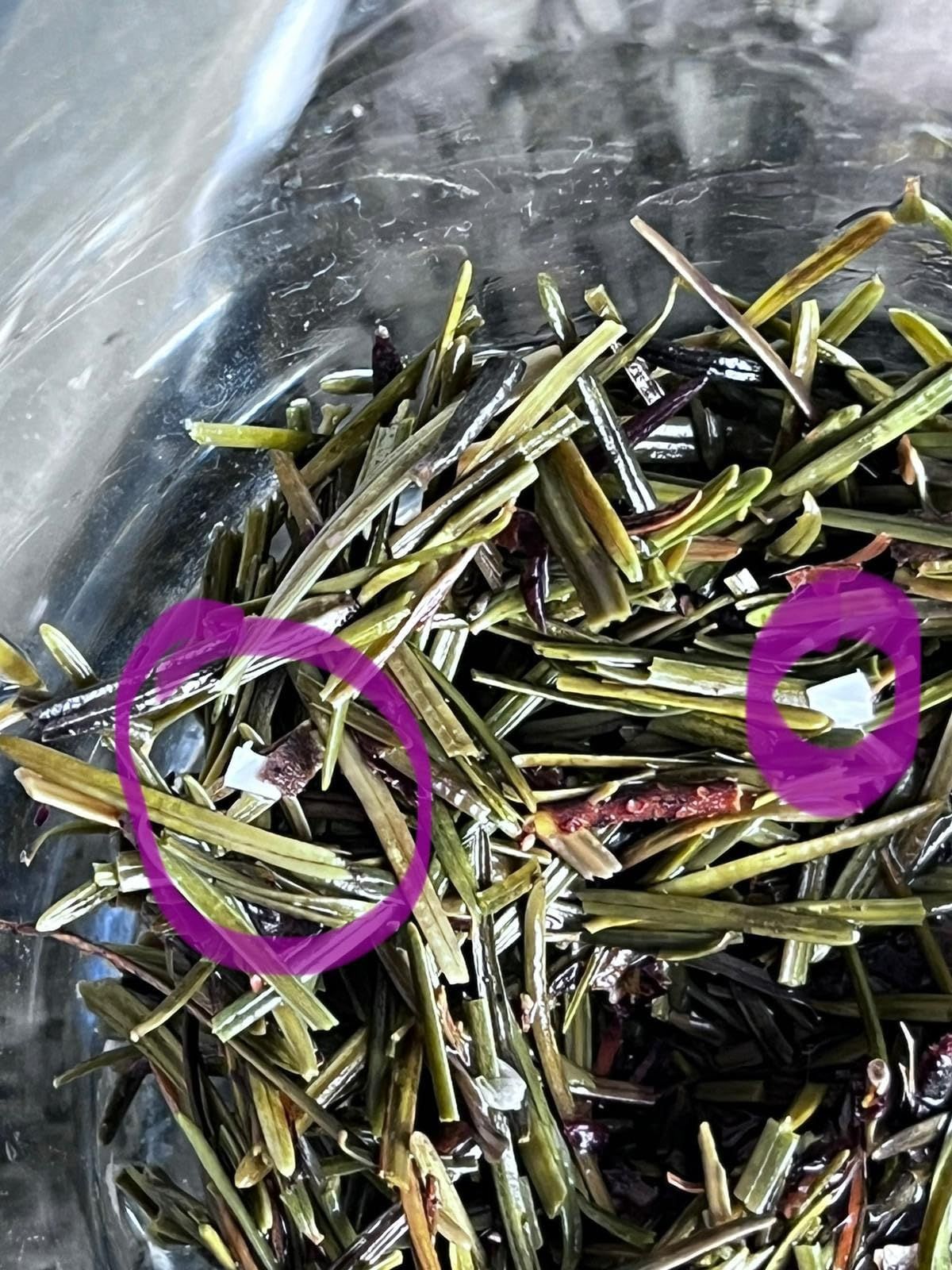 Infusion d'aiguilles de pin séchées 100g