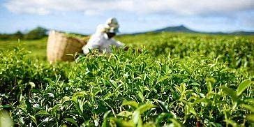 thé vert bio gingembre citron kusmi tea - boîte 100g